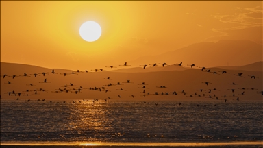 Flamingos of Lake Van Basin