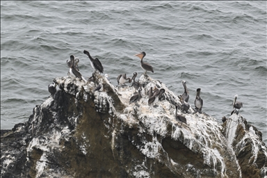 Mussel Rock Park in Pacifica, California