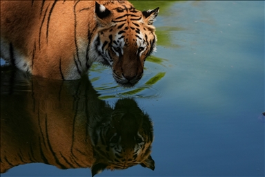 Bengal tigers at Izmir Wildlife Park