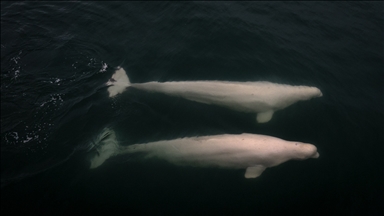 The unique ecosystem of the Arctic: Arctic Ocean