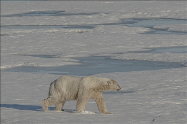 The unique ecosystem of the Arctic: Arctic Ocean