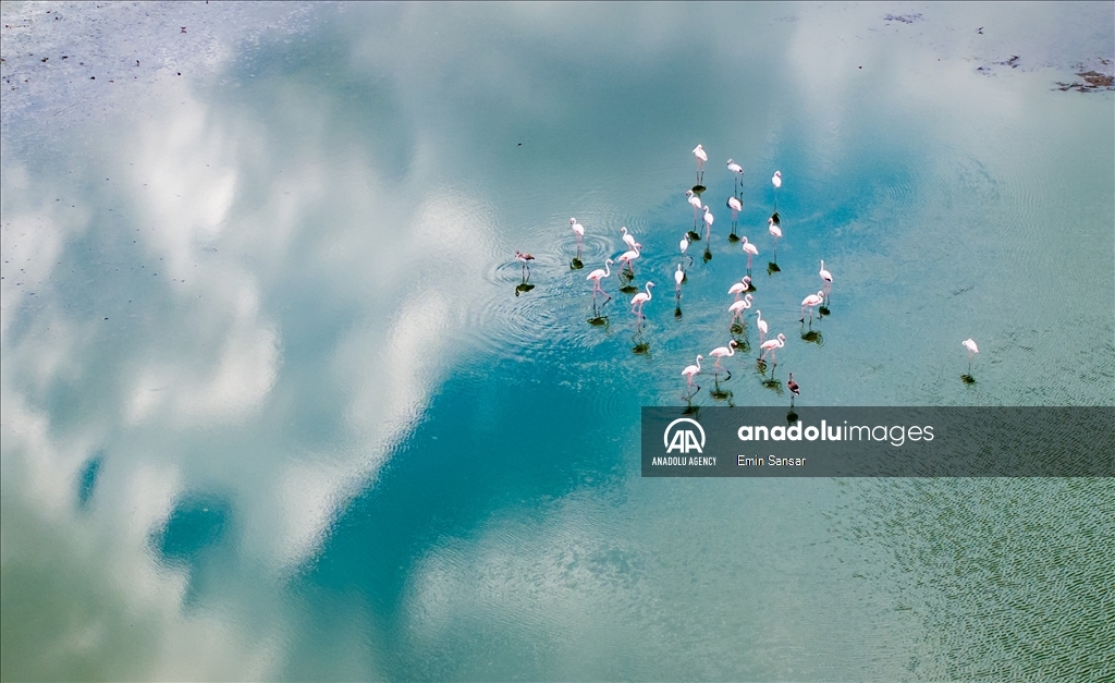 Migration preparations of flamingos in Ankara 