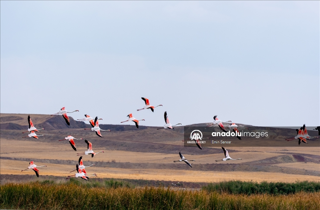 Migration preparations of flamingos in Ankara 