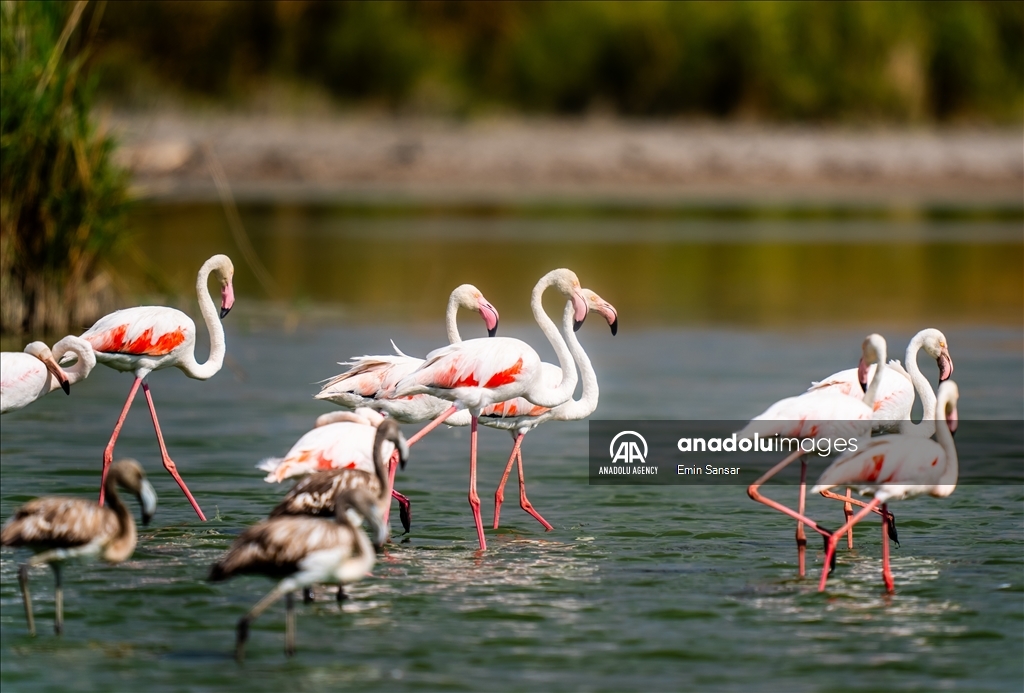 Migration preparations of flamingos in Ankara 