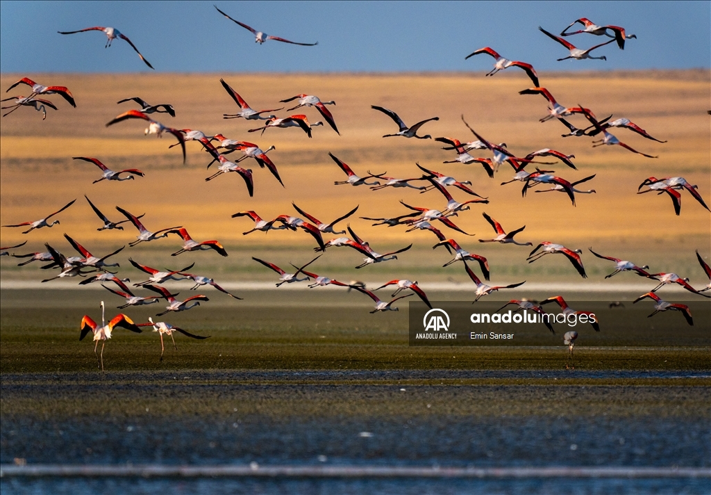 Flamingos flying over a lake as migration season nears in Ankara, Turkiye