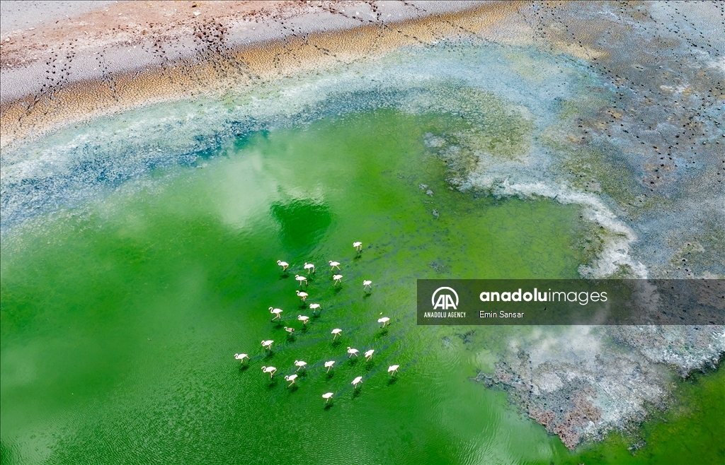 Flamingos flying over a lake as migration season nears in Ankara, Turkiye