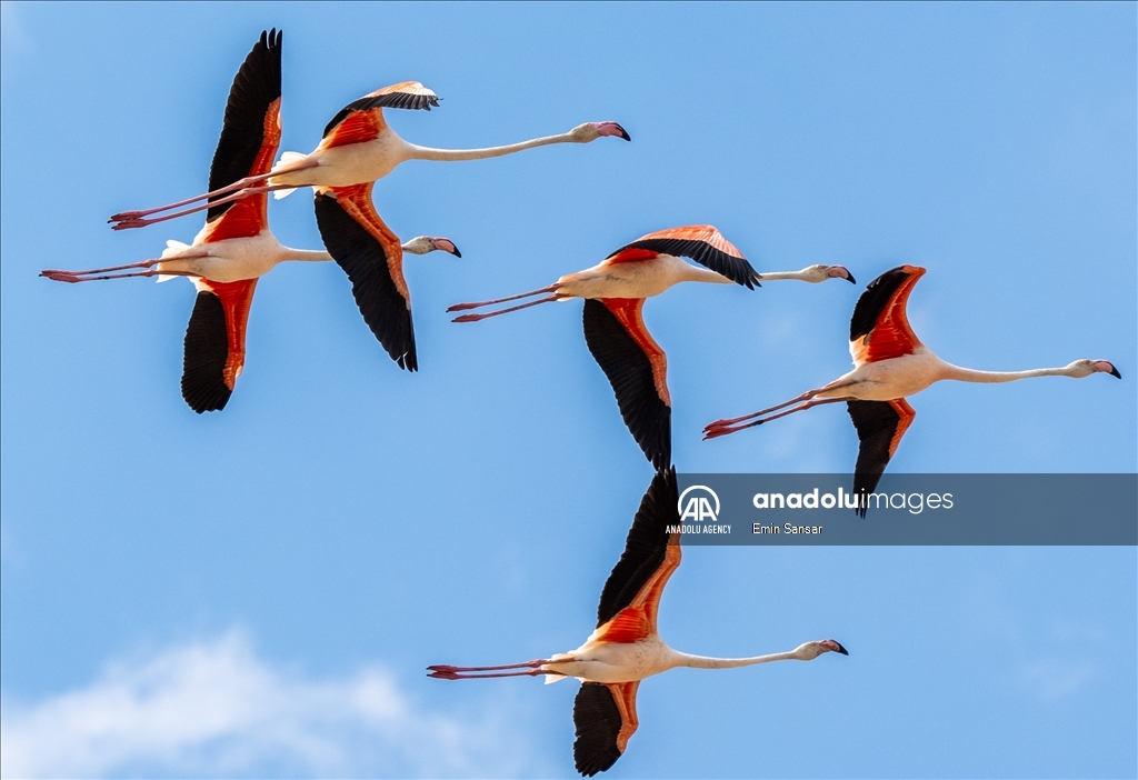 Juvenile flamingos begin their fall migration journey in Ankara