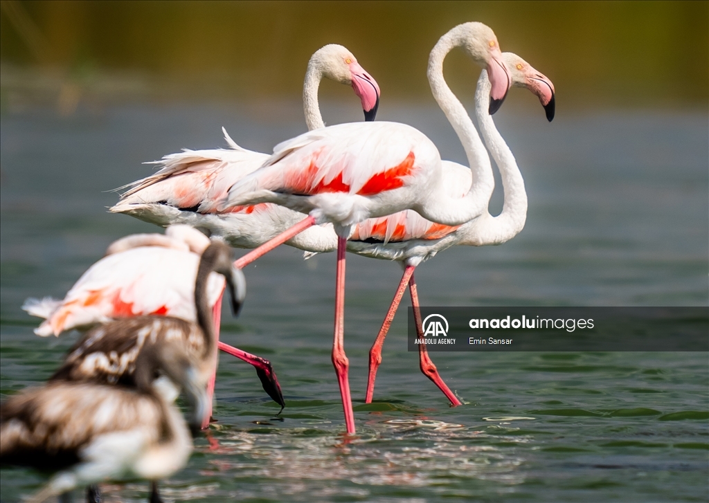 Migration preparations of flamingos in Ankara 