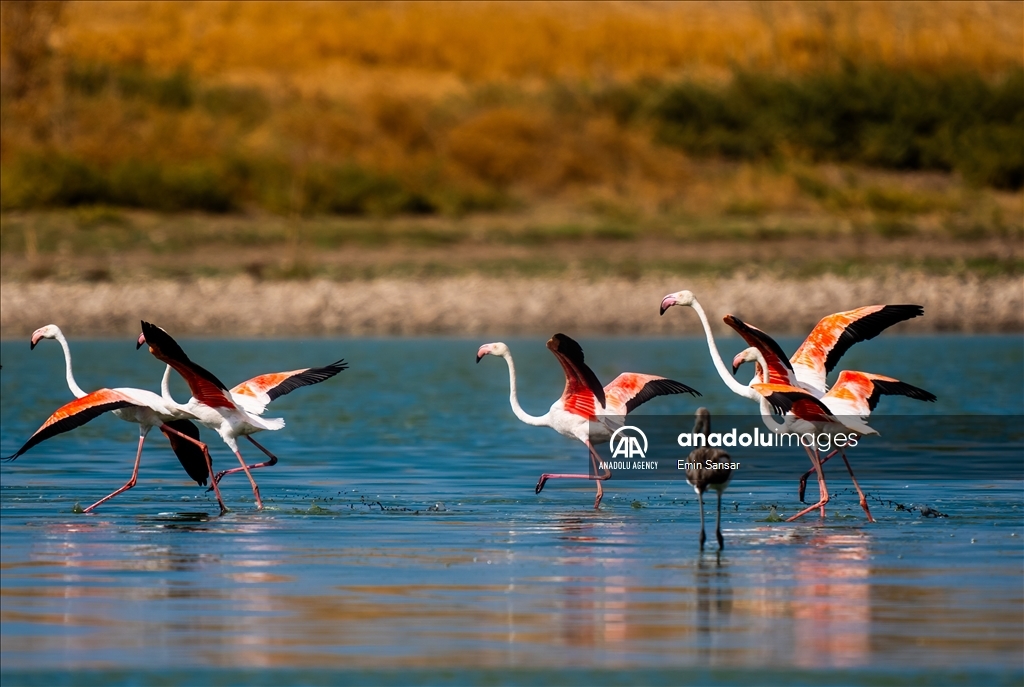 Migration preparations of flamingos in Ankara 