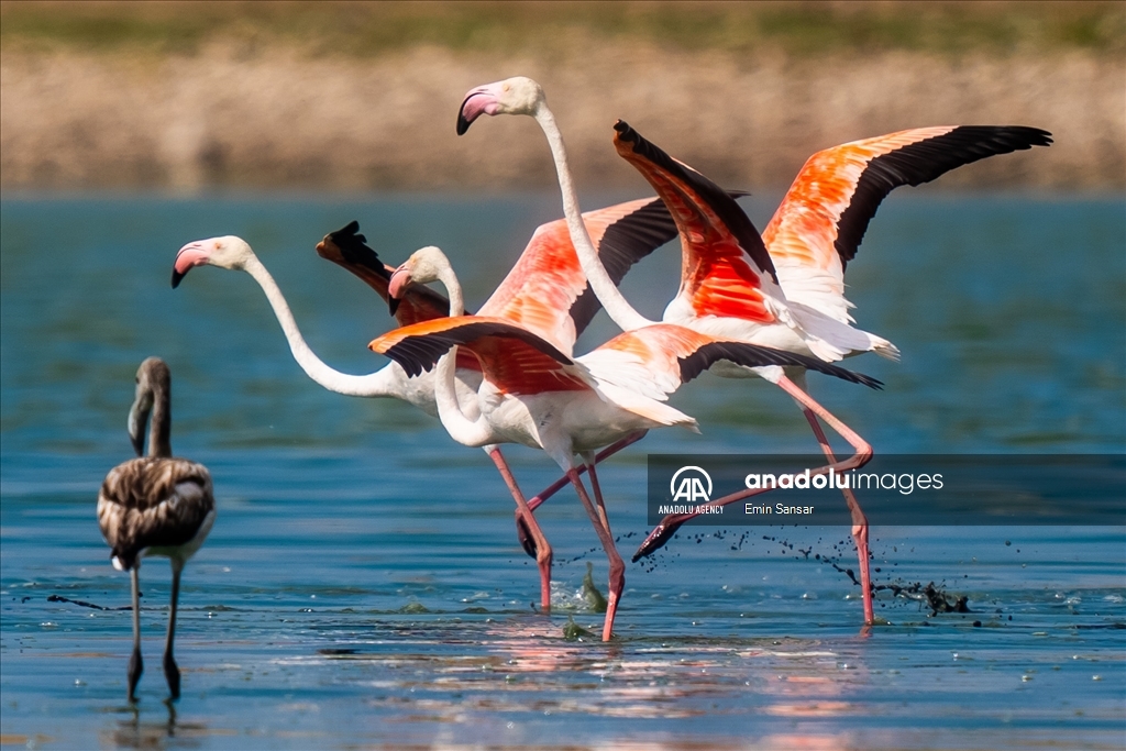 Migration preparations of flamingos in Ankara 