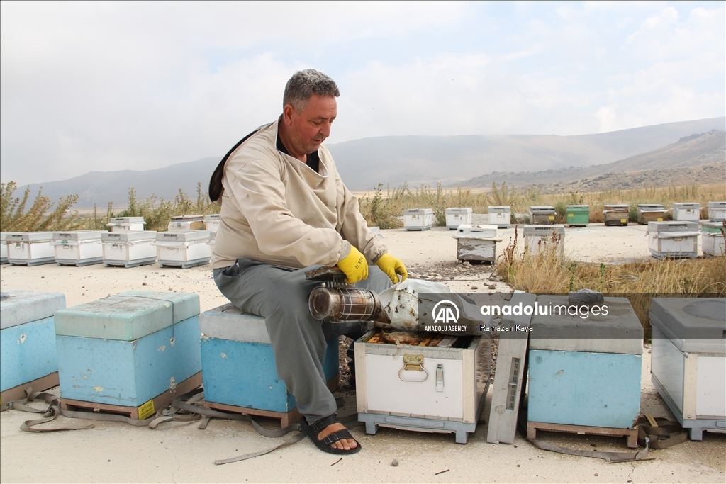 جودة في القمة.. جبل أرجياس وجهة صيفية لمربي النحل بتركيا 