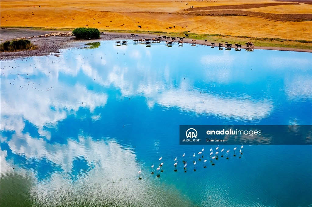 Migration preparations of flamingos in Ankara 