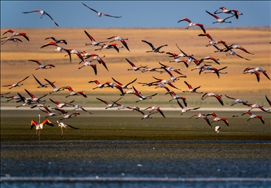 Flamingos flying over a lake as migration season nears in Ankara, Turkiye