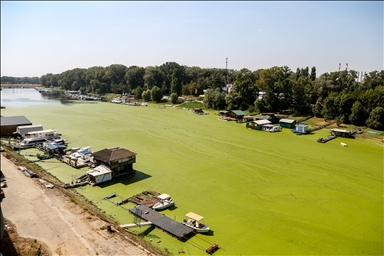 Belgrade's Sava River turns green due to algae bloom from high temperatures and wastewater