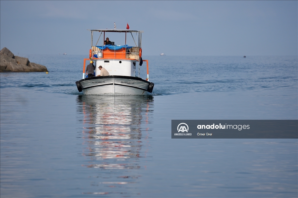 Akçakoca Limanı'na balıkçılar bol miktarda palamutla döndü