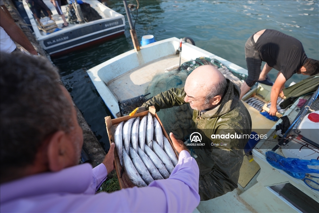 Рыбаки вернулись в порт Акчакоджа с большим уловом пеламиды