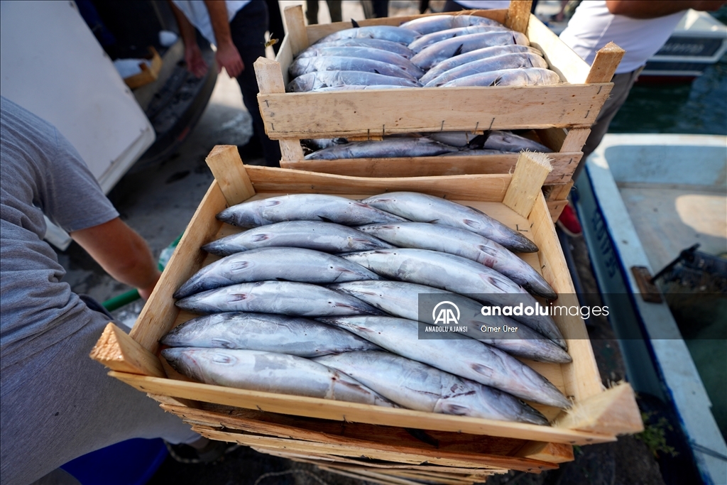 Akçakoca Limanı'na balıkçılar bol miktarda palamutla döndü