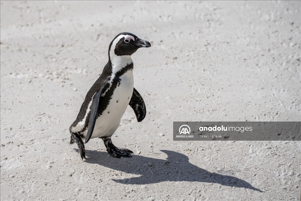 Nesli tükenme tehlikesi altındaki Afrika penguenleri