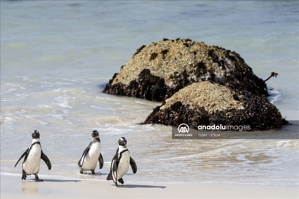 Nesli tükenme tehlikesi altındaki Afrika penguenleri