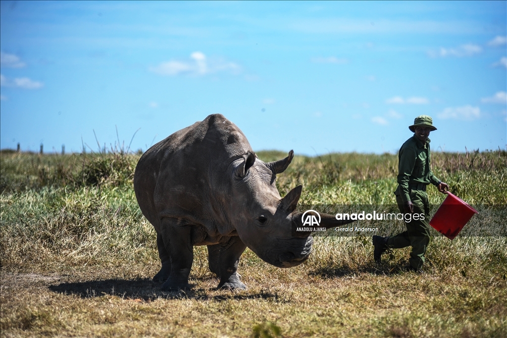 Dünyanın son beyaz gergedanları Kenya'da sıkı gözetim altında tutuluyor