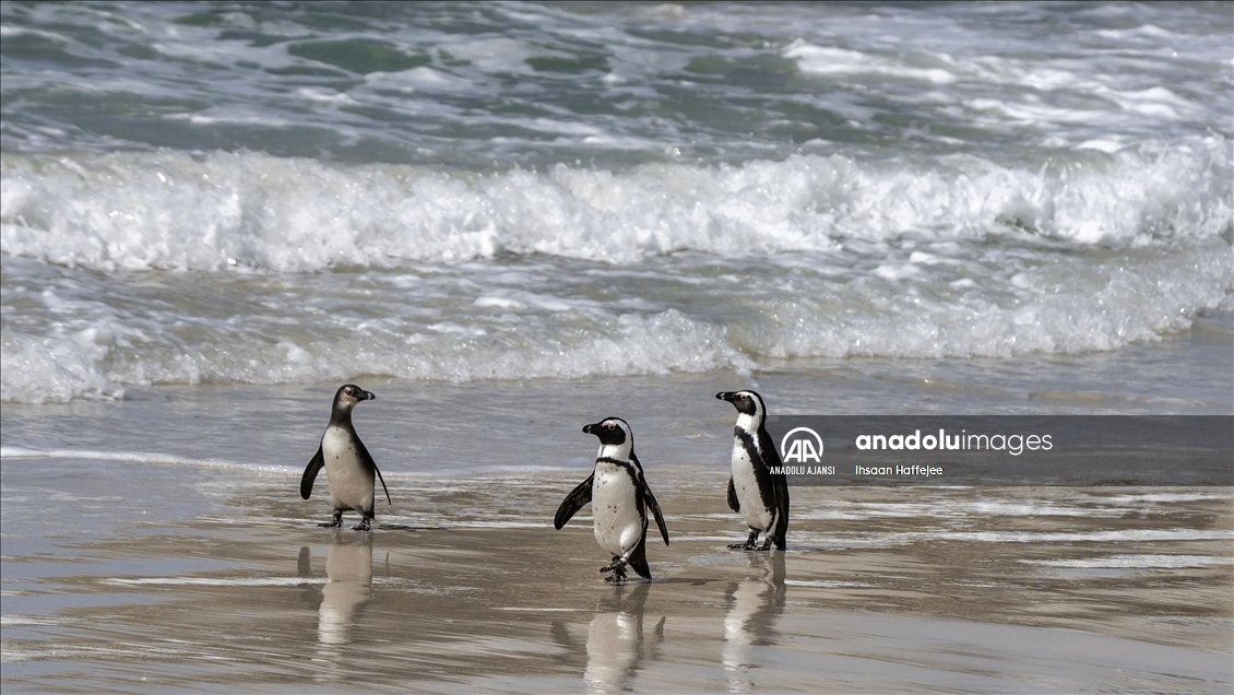 Nesli tükenme tehlikesi altındaki Afrika penguenleri