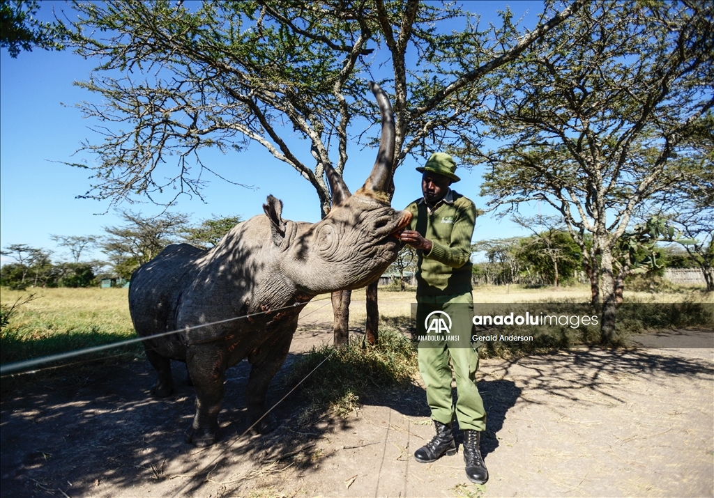 Dünyanın son beyaz gergedanları Kenya'da sıkı gözetim altında tutuluyor