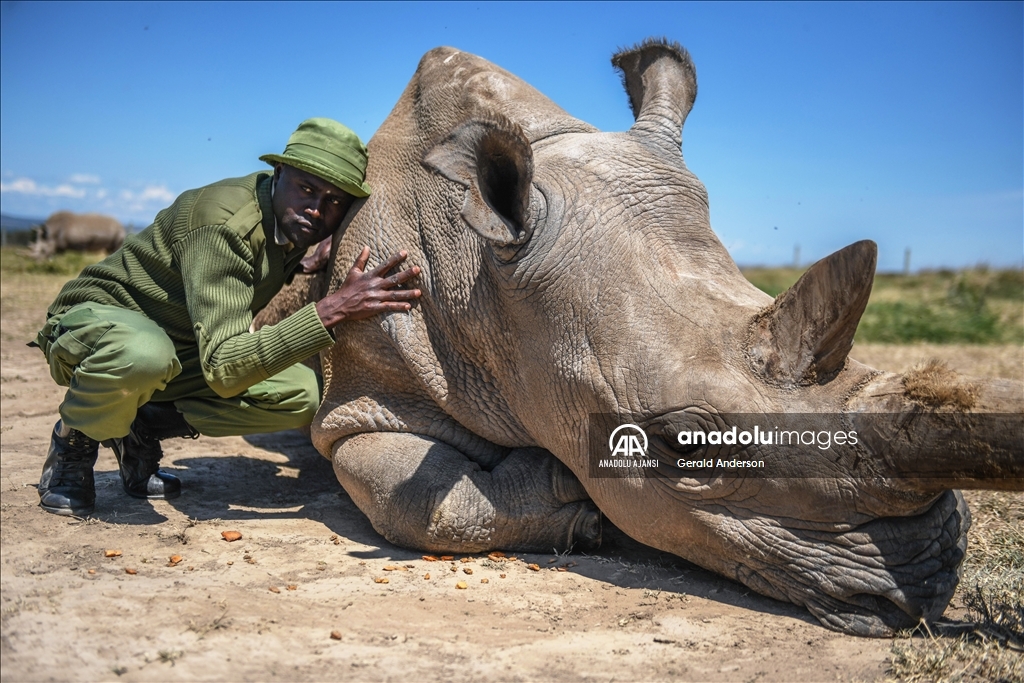 Dünyanın son beyaz gergedanları Kenya'da sıkı gözetim altında tutuluyor