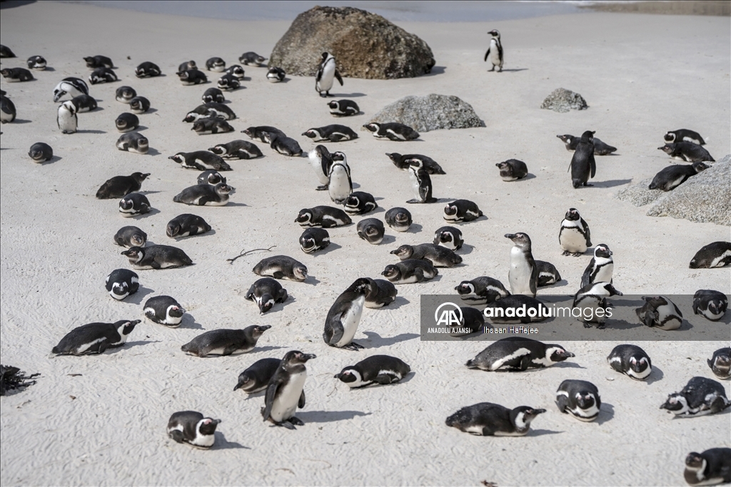 Nesli tükenme tehlikesi altındaki Afrika penguenleri