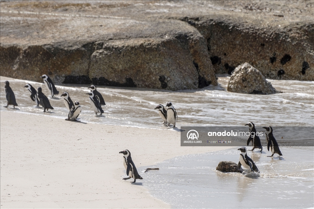 Nesli tükenme tehlikesi altındaki Afrika penguenleri