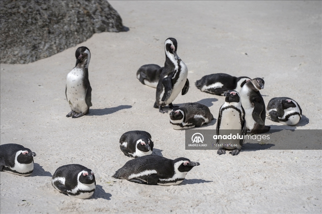 Nesli tükenme tehlikesi altındaki Afrika penguenleri