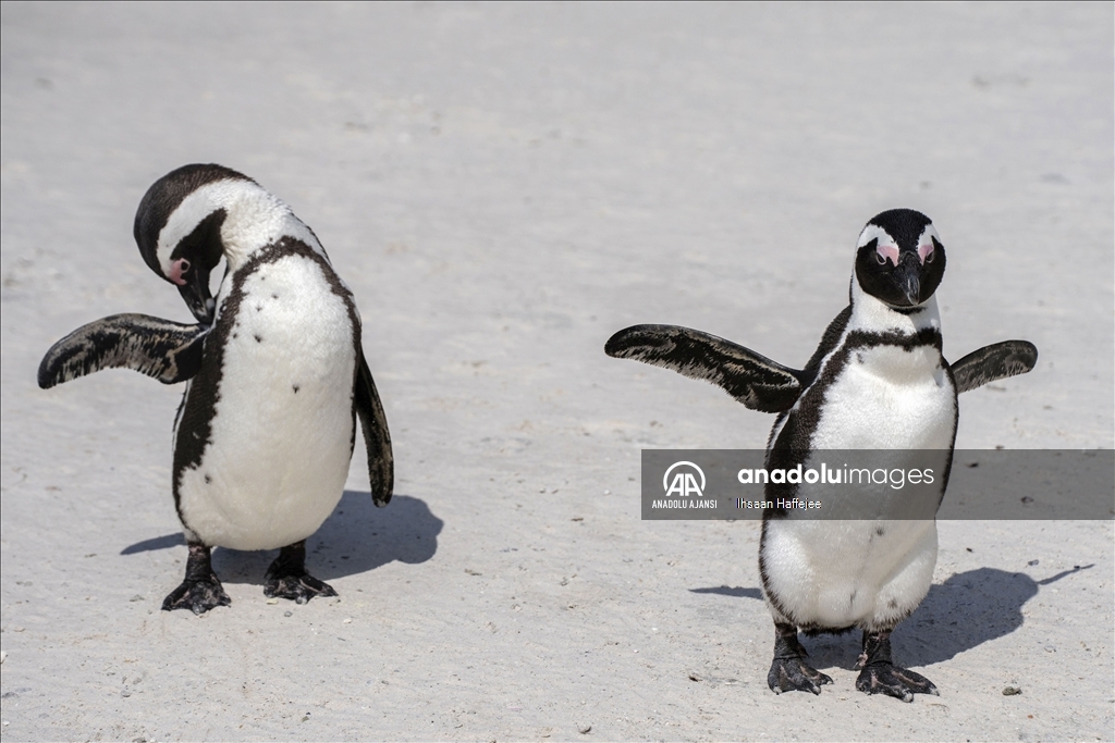 Nesli tükenme tehlikesi altındaki Afrika penguenleri