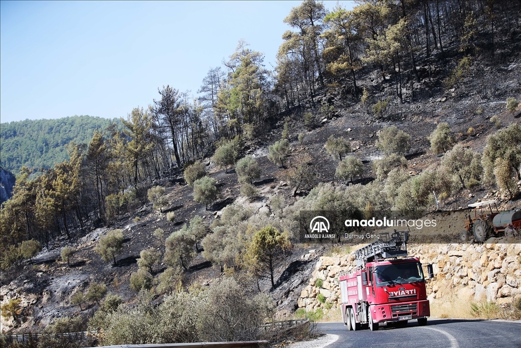 Muğla'da çıkan orman yangınına müdahale devam etti