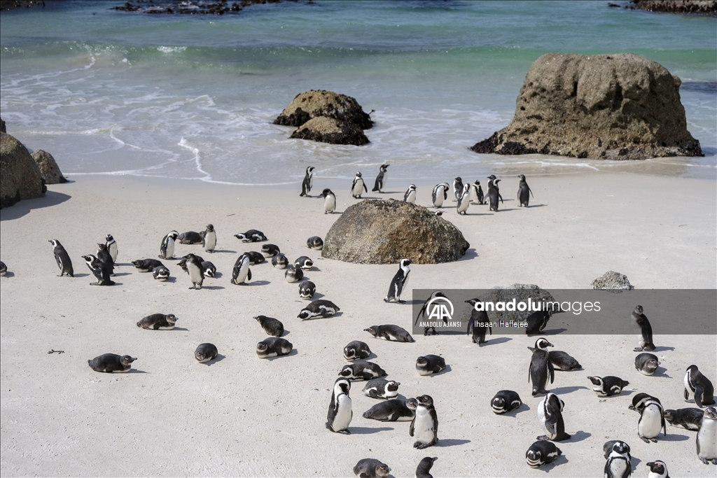 Nesli tükenme tehlikesi altındaki Afrika penguenleri