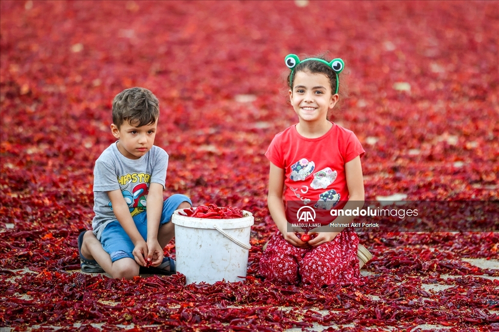 Gaziantep'in pul biberi depremzede işçilerin ellerinde lezzet buluyor