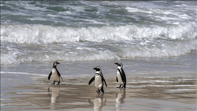 Nesli tükenme tehlikesi altındaki Afrika penguenleri