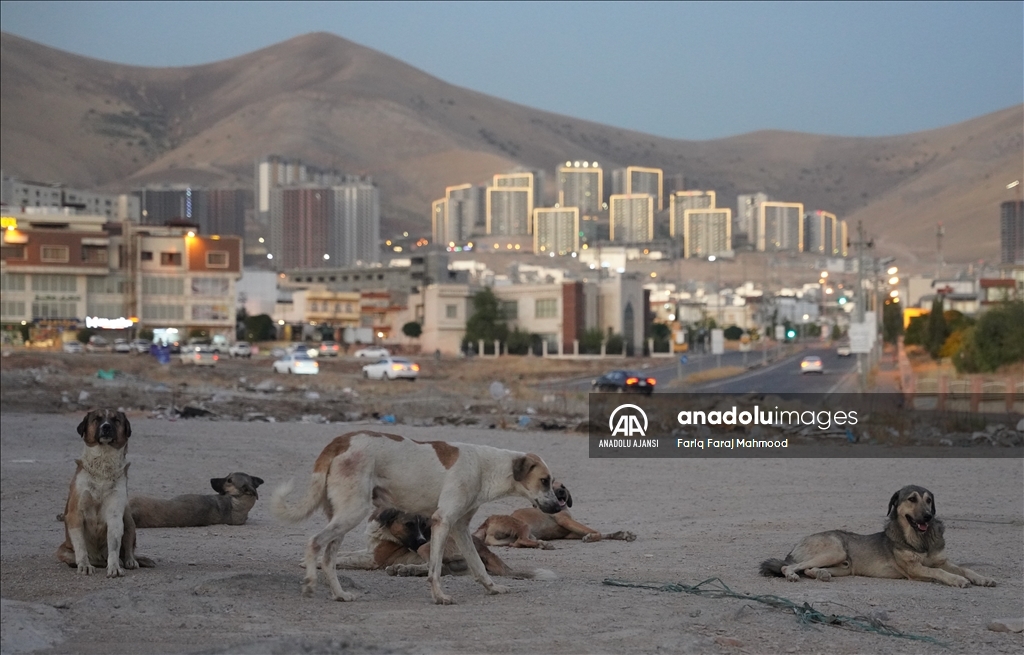 Irak'ın Süleymaniye kentinde sahipsiz köpeklerin halk için tehlike oluşturduğu belirtiliyor