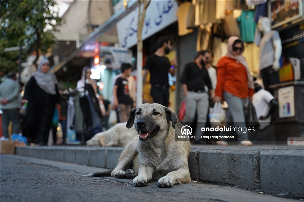 Irak'ın Süleymaniye kentinde sahipsiz köpeklerin halk için tehlike oluşturduğu belirtiliyor