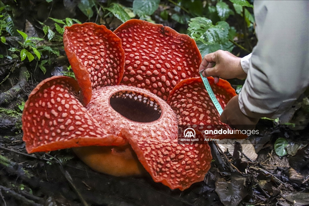 Batı Sumatra’daki nadir Rafflesia Arnoldii Çiçeği