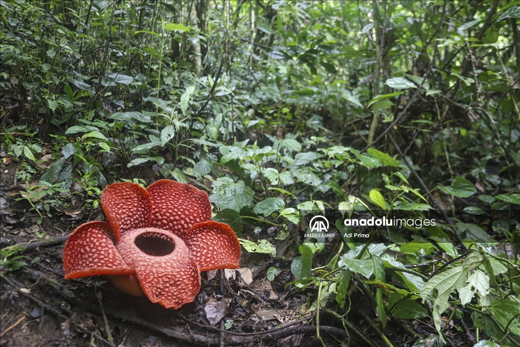 Batı Sumatra’daki nadir Rafflesia Arnoldii Çiçeği