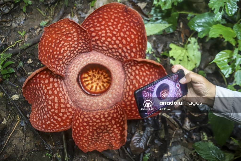Batı Sumatra’daki nadir Rafflesia Arnoldii Çiçeği
