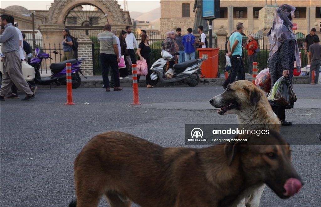 Irak'ın Süleymaniye kentinde sahipsiz köpeklerin halk için tehlike oluşturduğu belirtiliyor