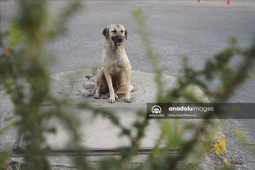 Irak'ın Süleymaniye kentinde sahipsiz köpeklerin halk için tehlike oluşturduğu belirtiliyor