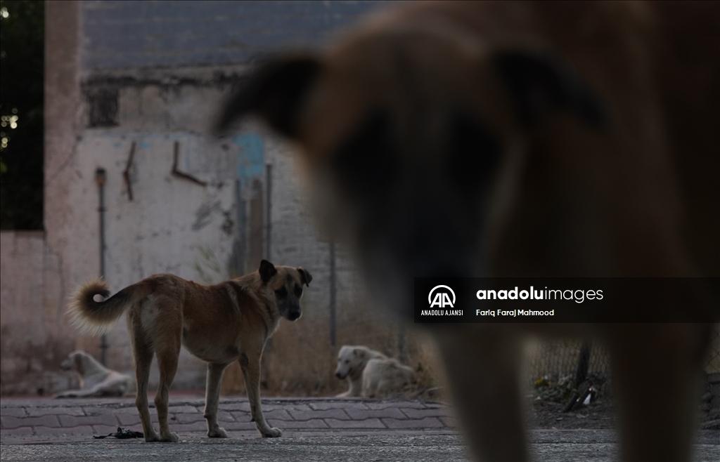 Irak'ın Süleymaniye kentinde sahipsiz köpeklerin halk için tehlike oluşturduğu belirtiliyor
