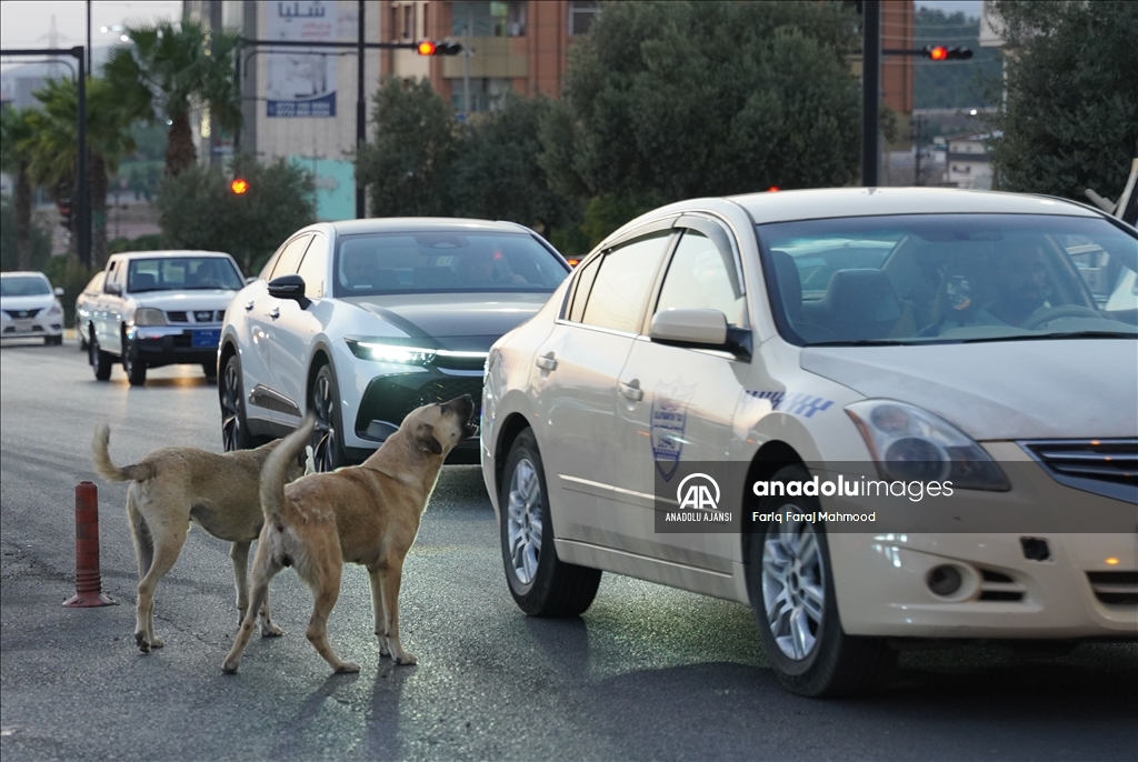 Irak'ın Süleymaniye kentinde sahipsiz köpeklerin halk için tehlike oluşturduğu belirtiliyor