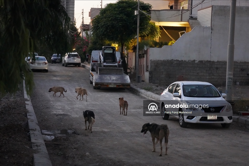 Irak'ın Süleymaniye kentinde sahipsiz köpeklerin halk için tehlike oluşturduğu belirtiliyor