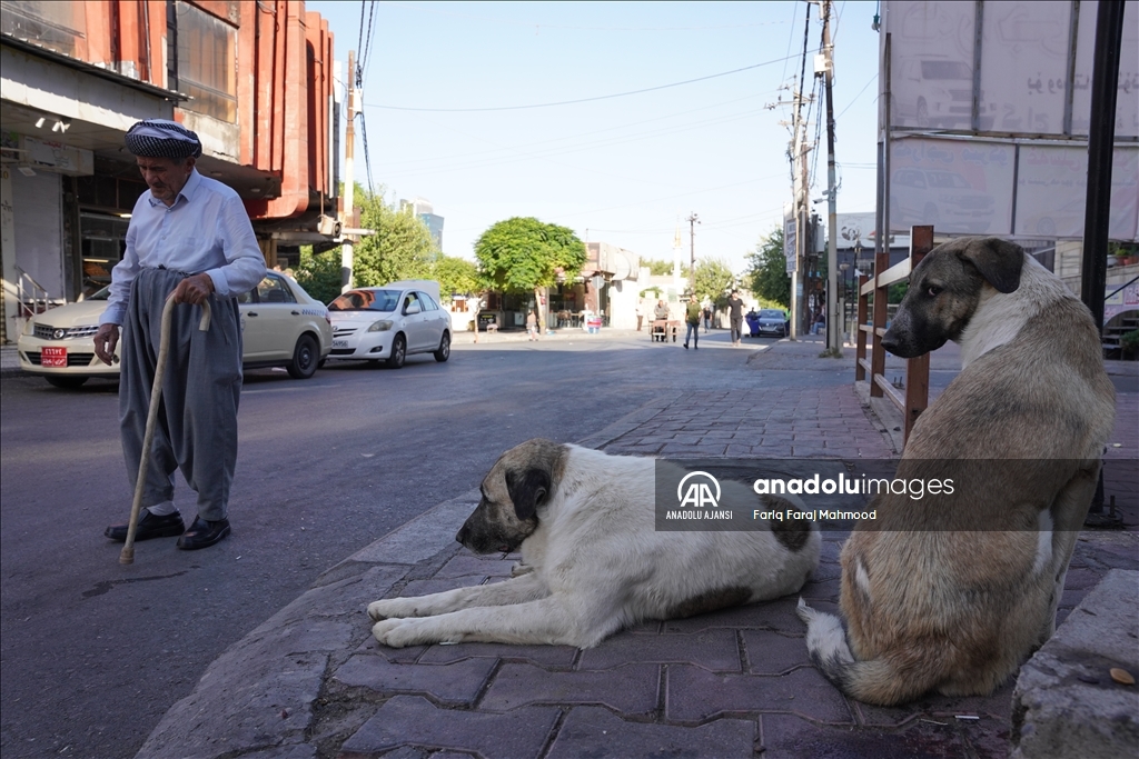 Irak'ın Süleymaniye kentinde sahipsiz köpeklerin halk için tehlike oluşturduğu belirtiliyor