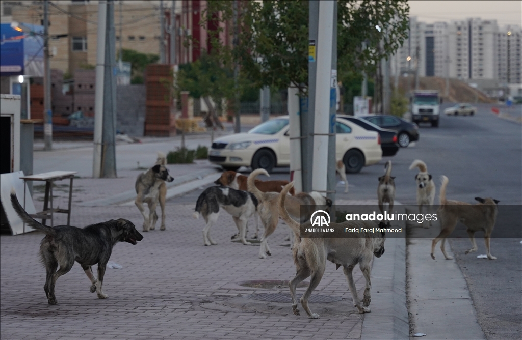 Irak'ın Süleymaniye kentinde sahipsiz köpeklerin halk için tehlike oluşturduğu belirtiliyor