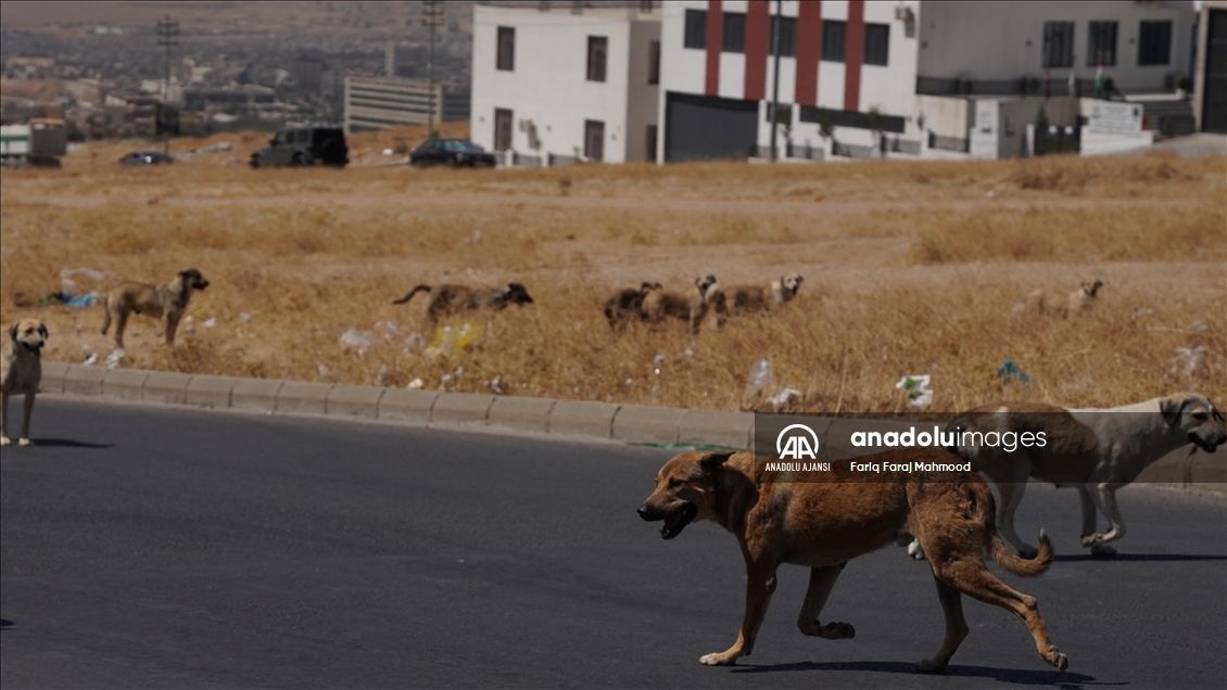 Irak'ın Süleymaniye kentinde sahipsiz köpeklerin halk için tehlike oluşturduğu belirtiliyor