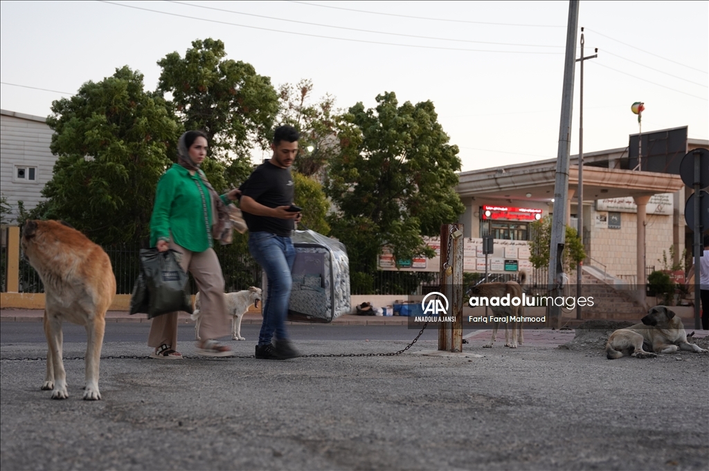 Irak'ın Süleymaniye kentinde sahipsiz köpeklerin halk için tehlike oluşturduğu belirtiliyor