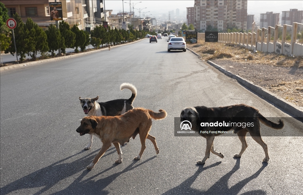Irak'ın Süleymaniye kentinde sahipsiz köpeklerin halk için tehlike oluşturduğu belirtiliyor